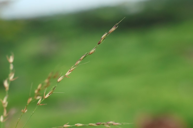 Arundinella tengchongensis photo 5