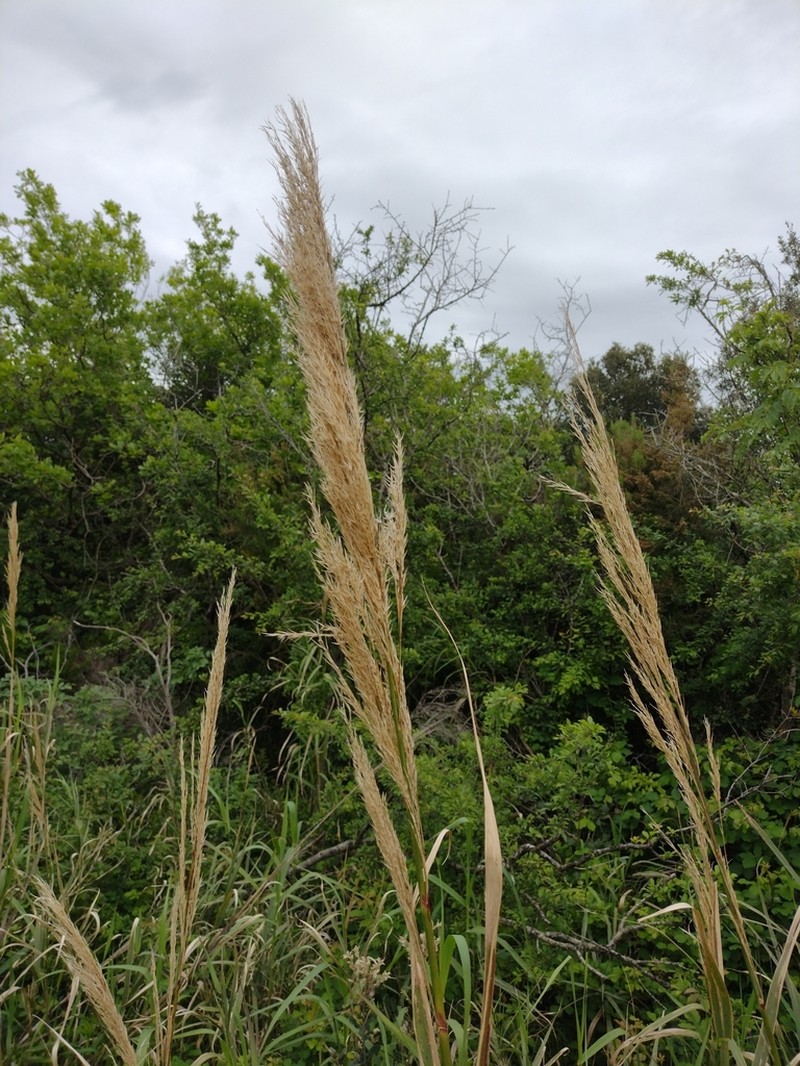 Arundo donaciformis