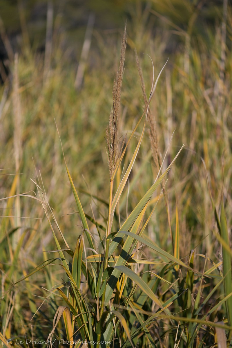 Arundo donaciformis photo 2