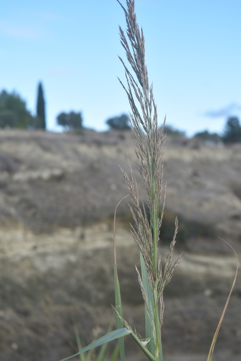 Arundo donaciformis photo 3