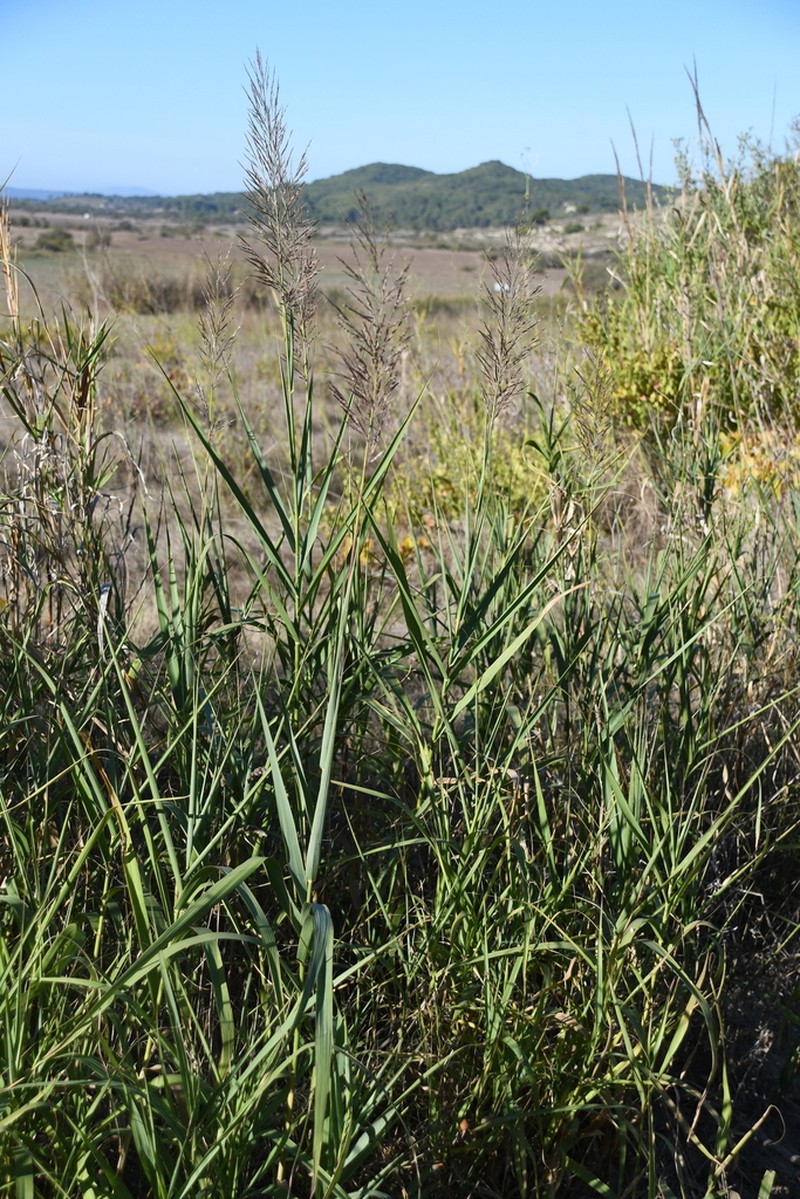 Arundo donaciformis photo 5