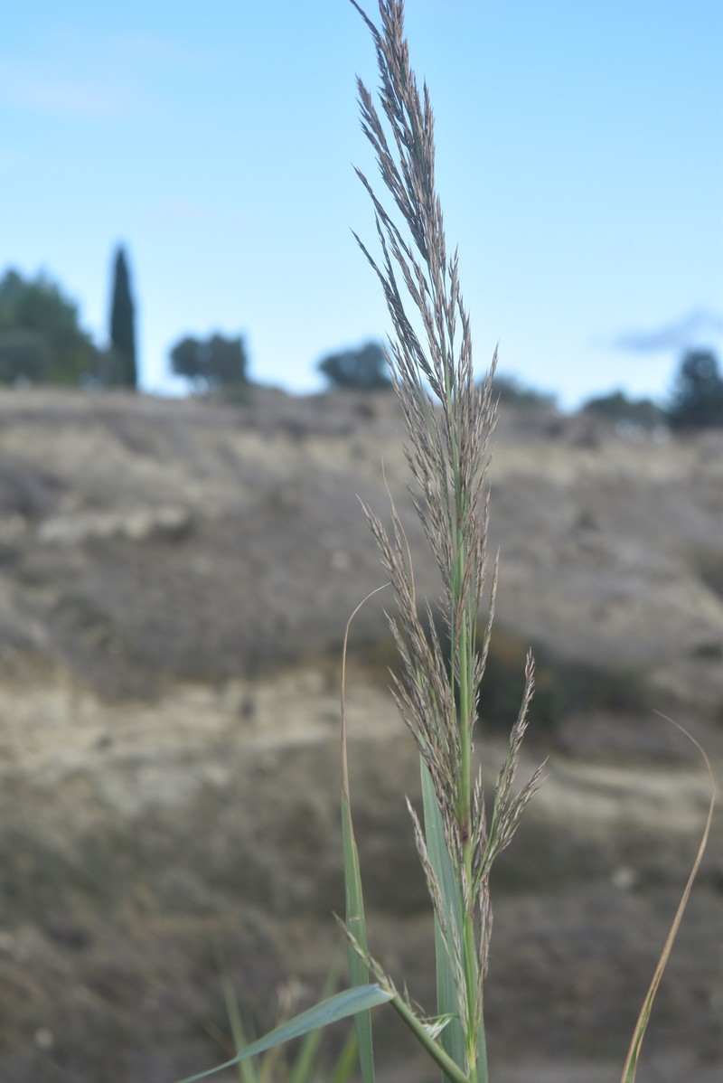 Arundo donaciformis photo 6