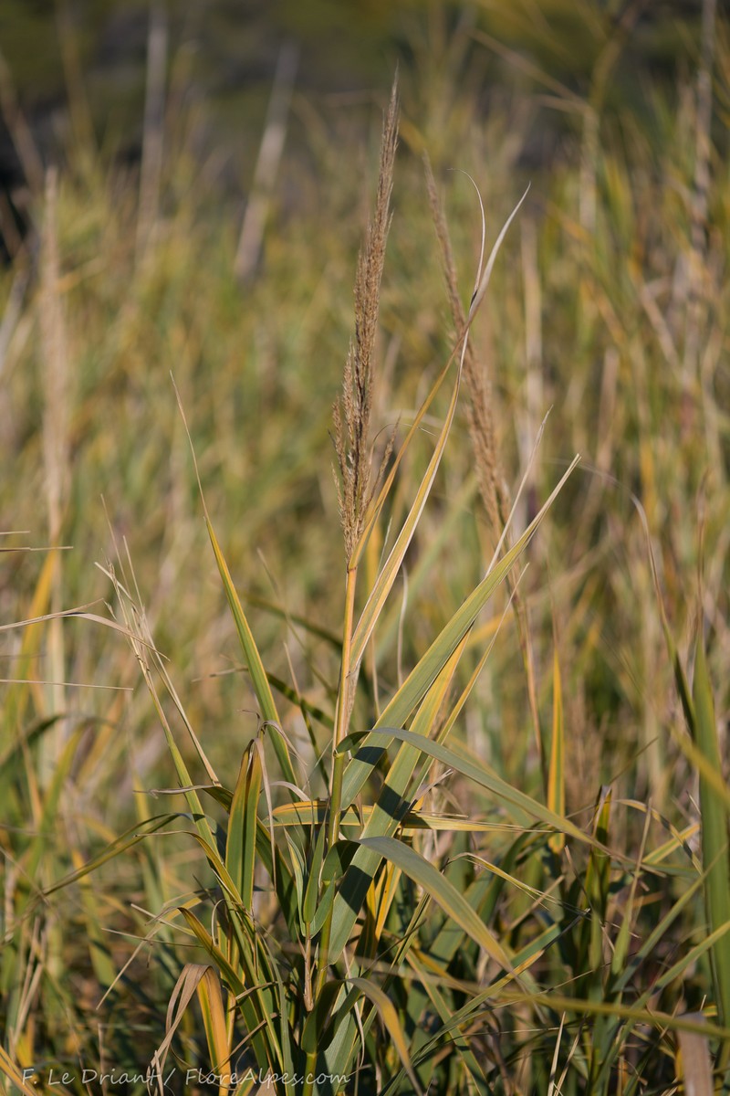 Arundo donaciformis photo 7