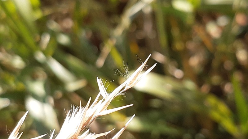 Arundo donaciformis photo 8