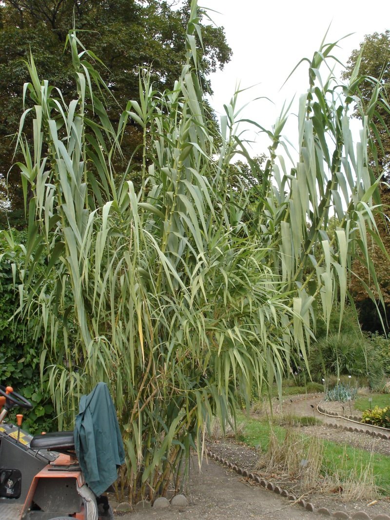 Giant Reed photo 2