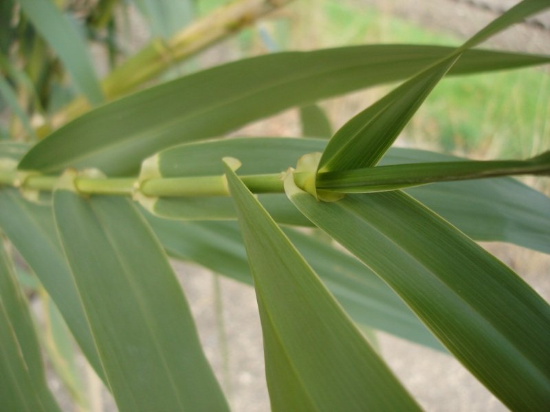 Giant Reed photo 3