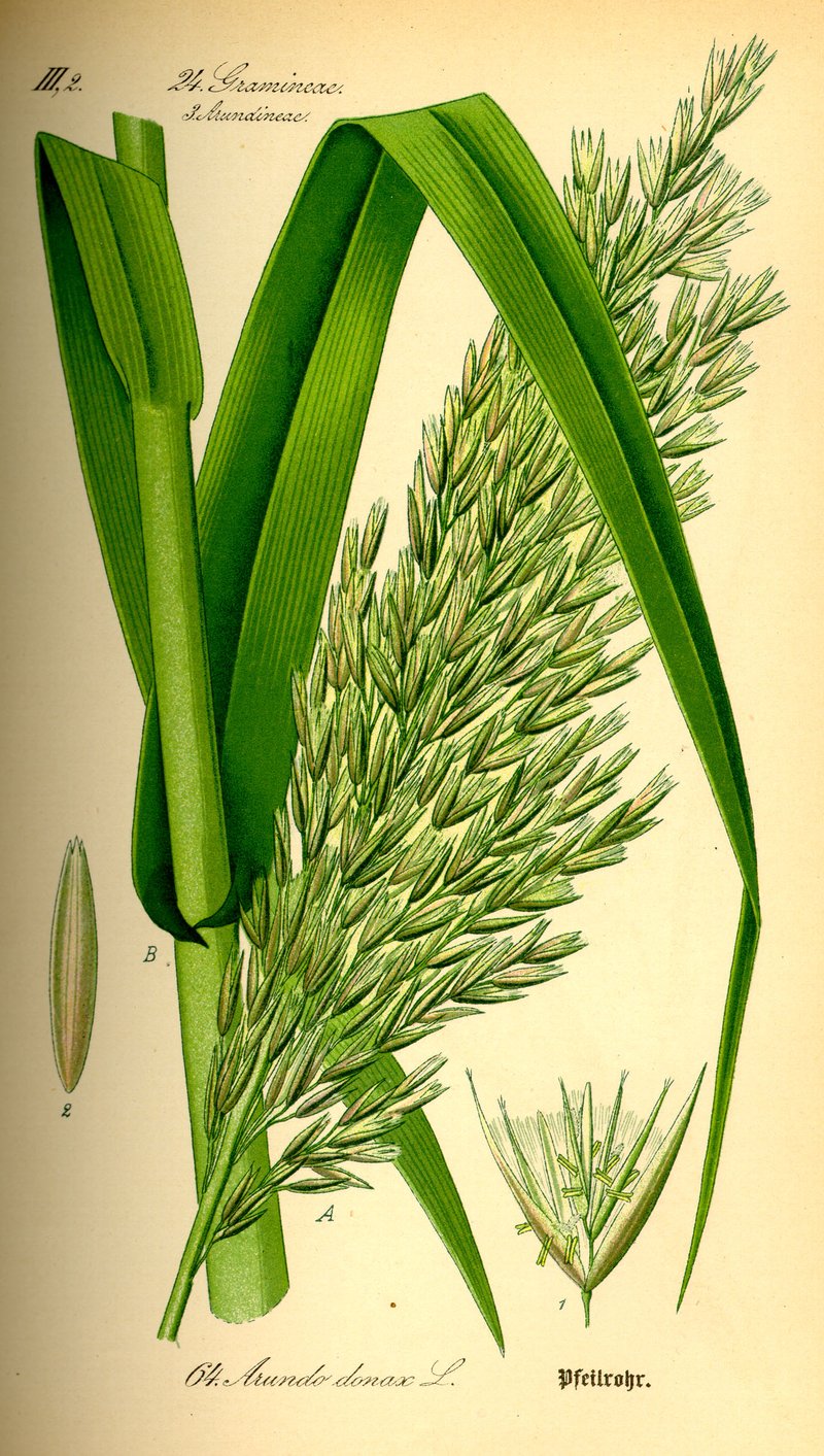 Giant Reed photo 4
