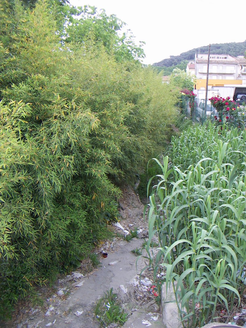 Giant Reed photo 5