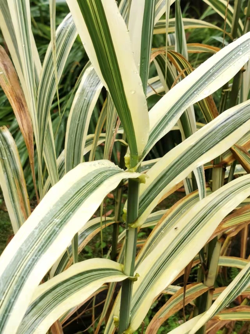 Giant Reed photo 6