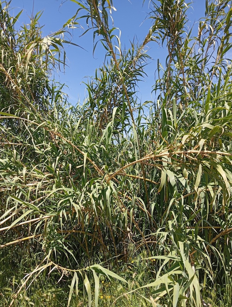 Giant Reed photo 7