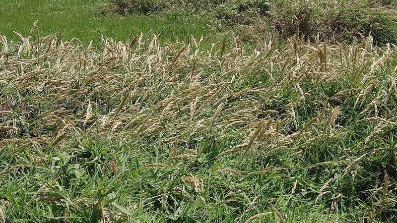 Arundo formosana