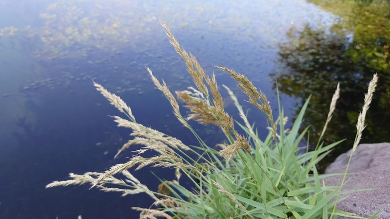 Arundo formosana photo 2