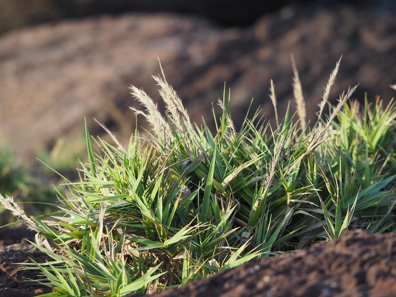 Arundo formosana photo 3
