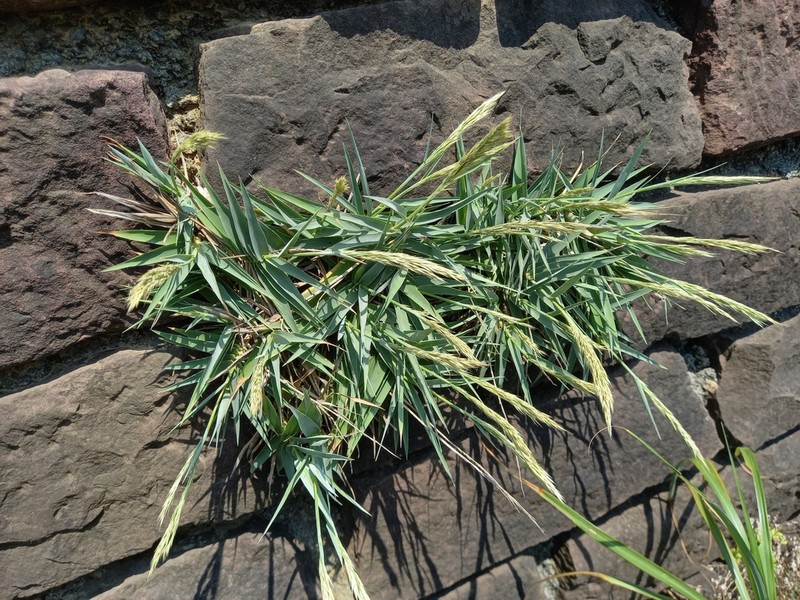 Arundo formosana photo 4