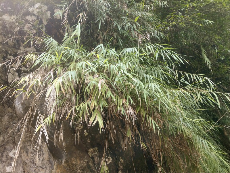 Arundo formosana photo 5