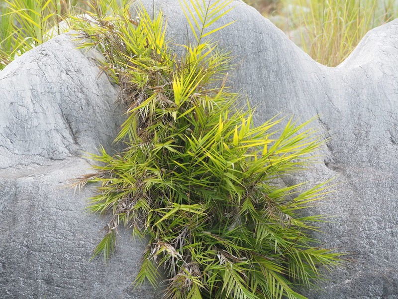 Arundo formosana photo 7