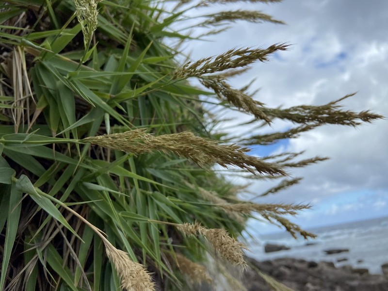 Arundo formosana photo 8