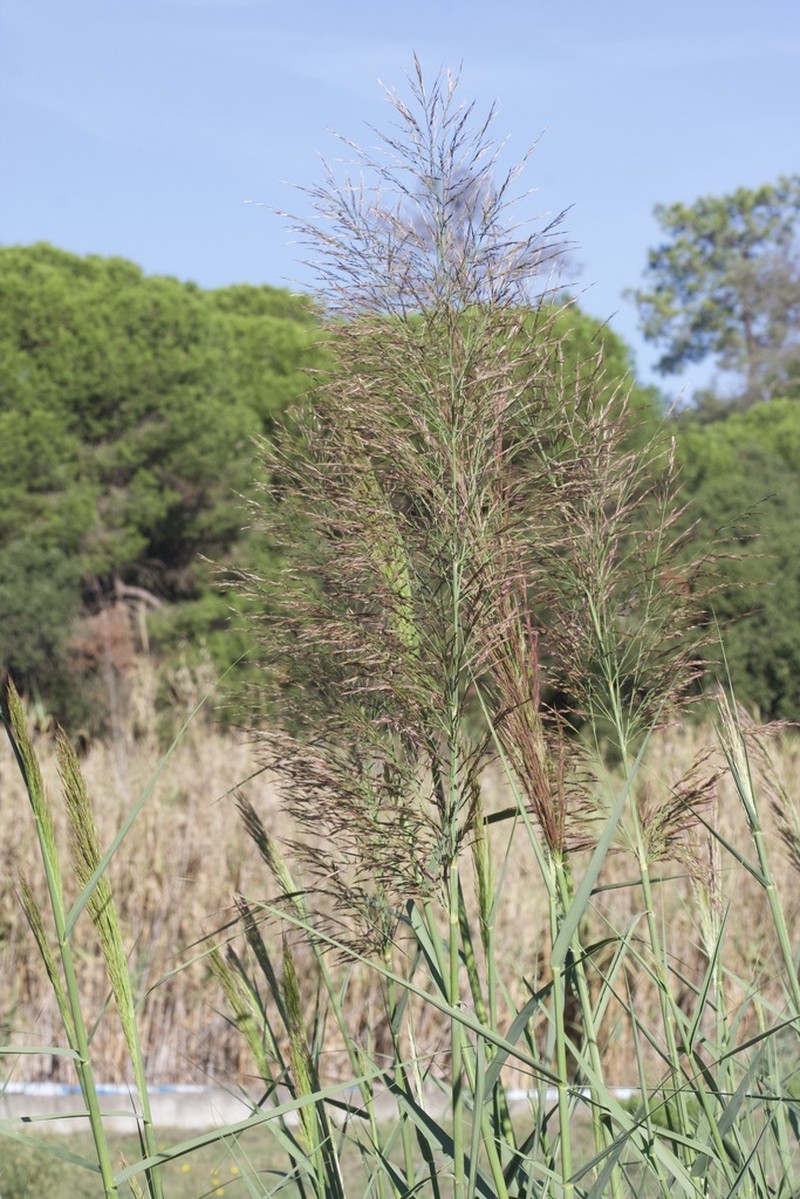 Arundo micrantha