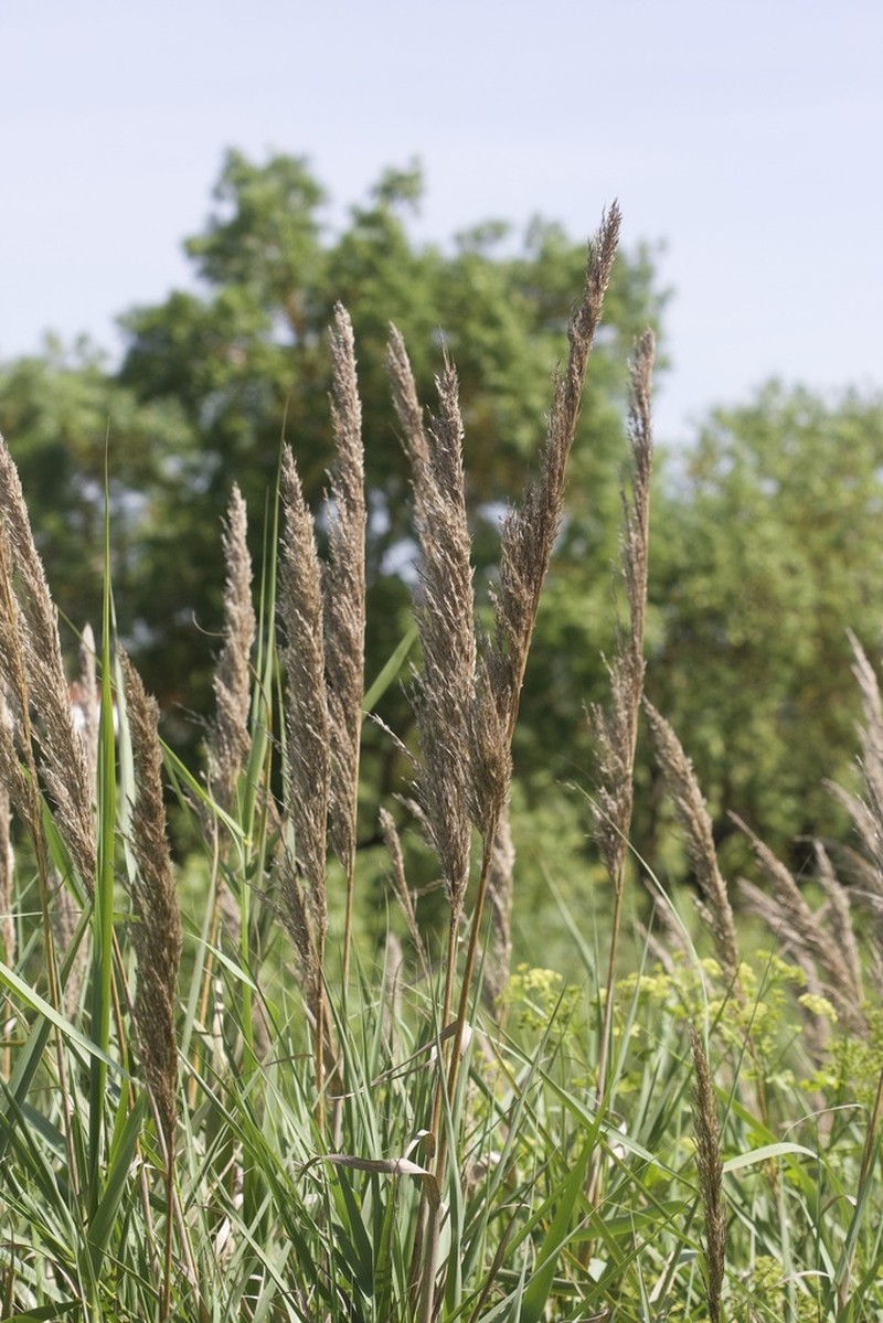 Arundo micrantha photo 2