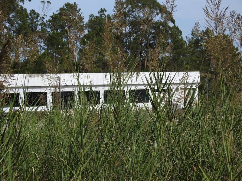 Arundo micrantha photo 3
