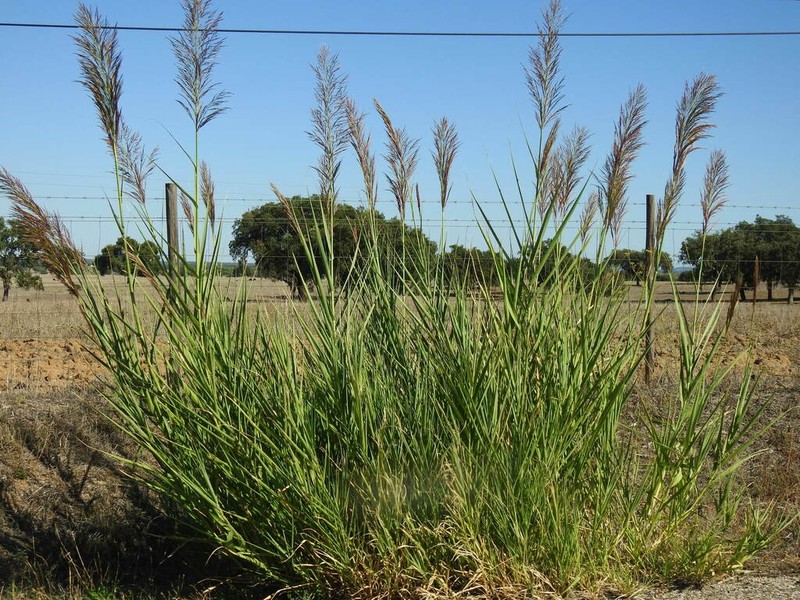 Arundo micrantha photo 4