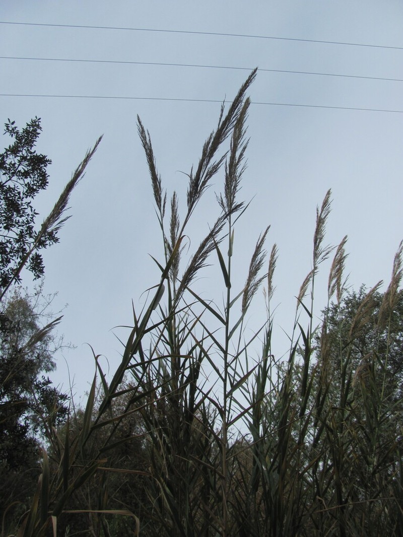 Arundo micrantha photo 5