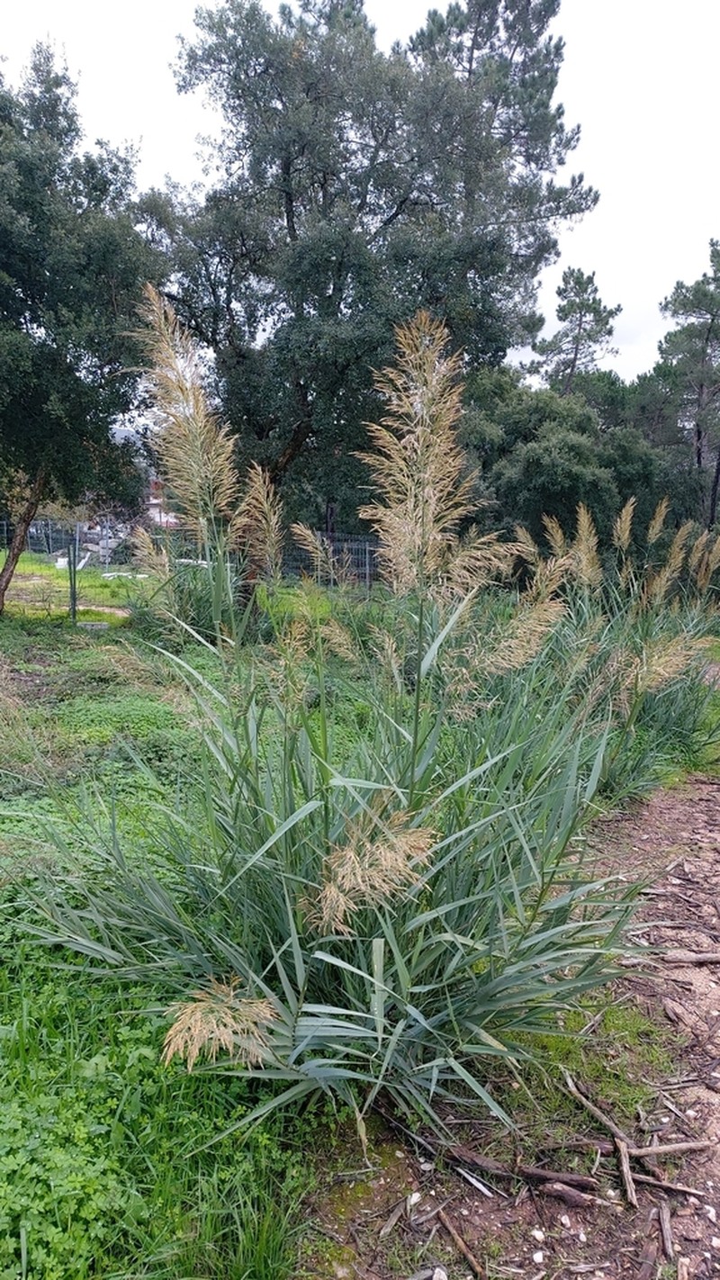 Arundo micrantha photo 6