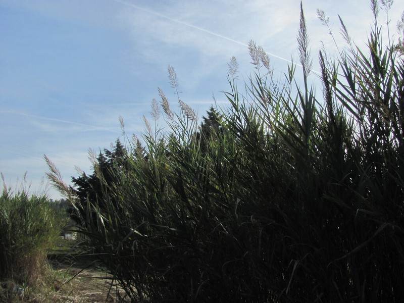 Arundo micrantha photo 7