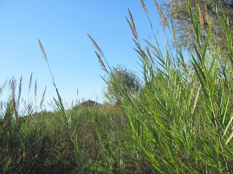 Arundo micrantha photo 8