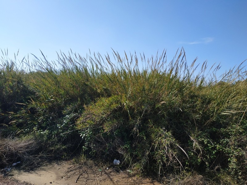 Arundo plinii