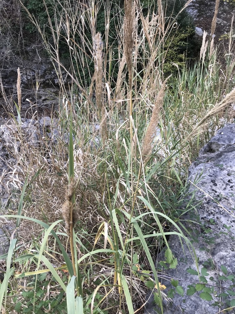 Arundo plinii photo 2