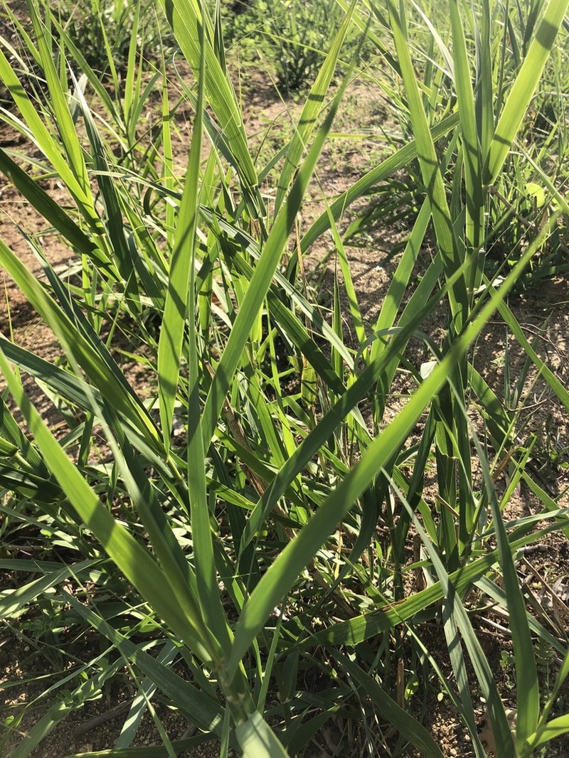 Arundo plinii photo 3