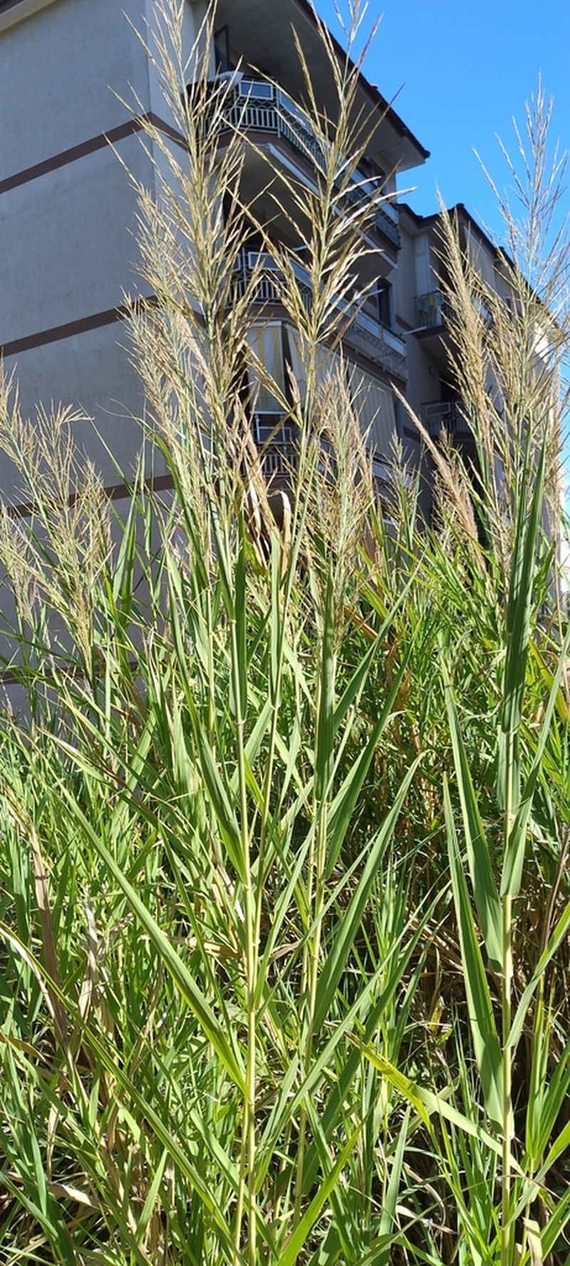 Arundo plinii photo 4