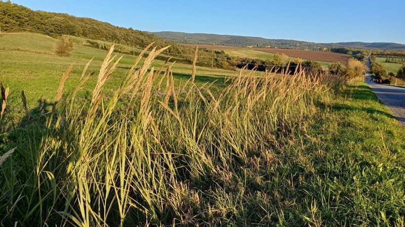 Arundo plinii photo 5