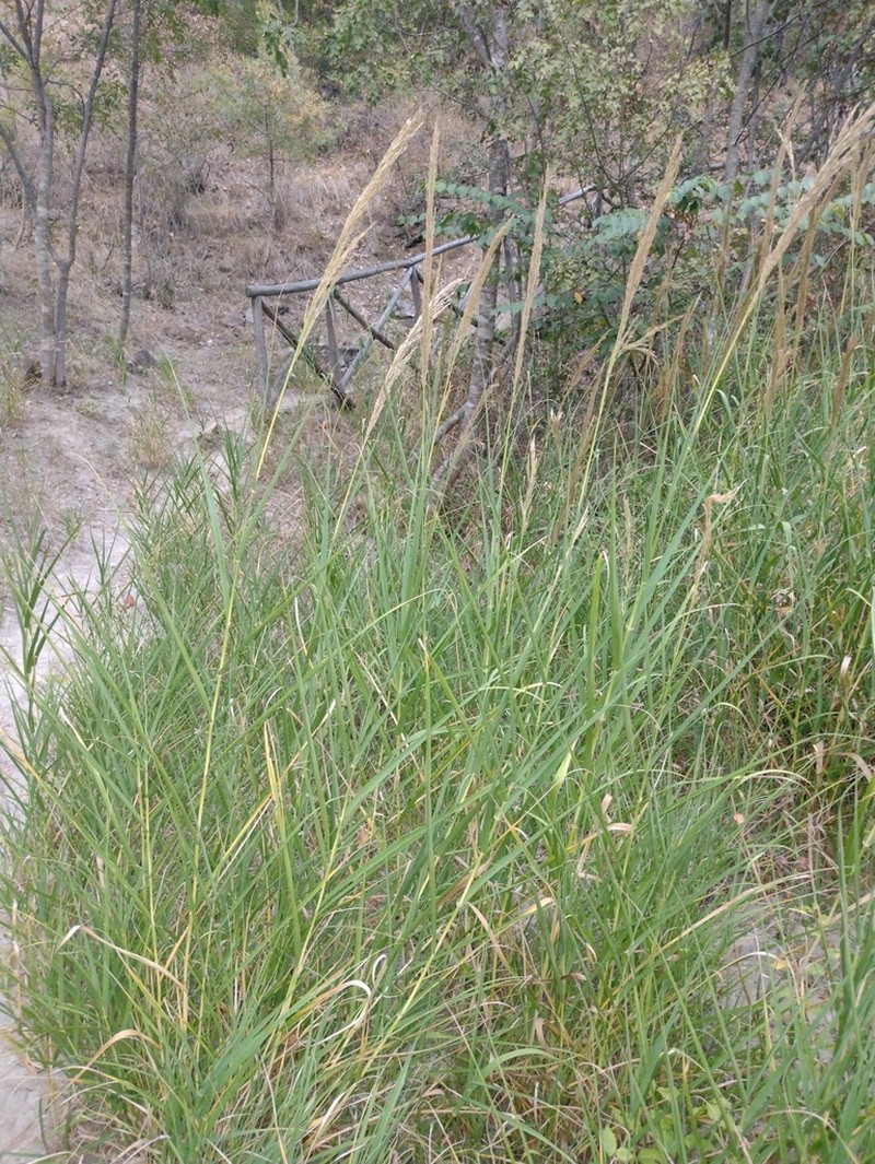Arundo plinii photo 6