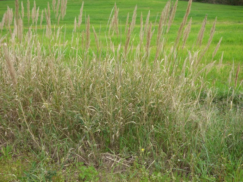 Arundo plinii photo 7
