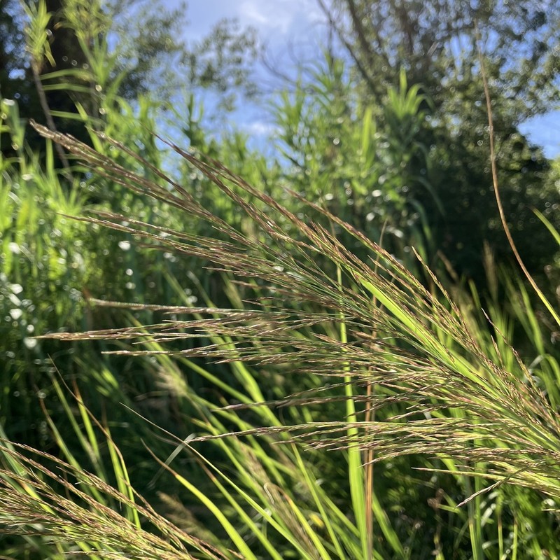 Arundo plinii photo 8