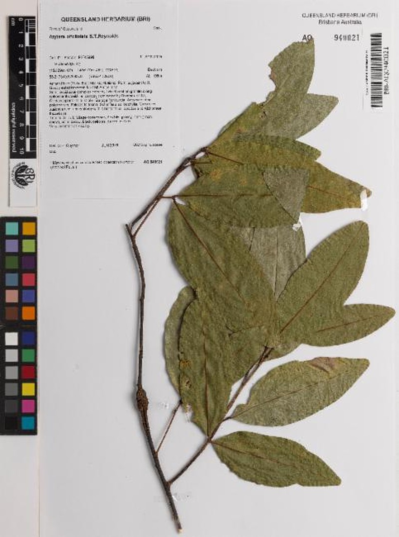 Arytera bifoliolata
