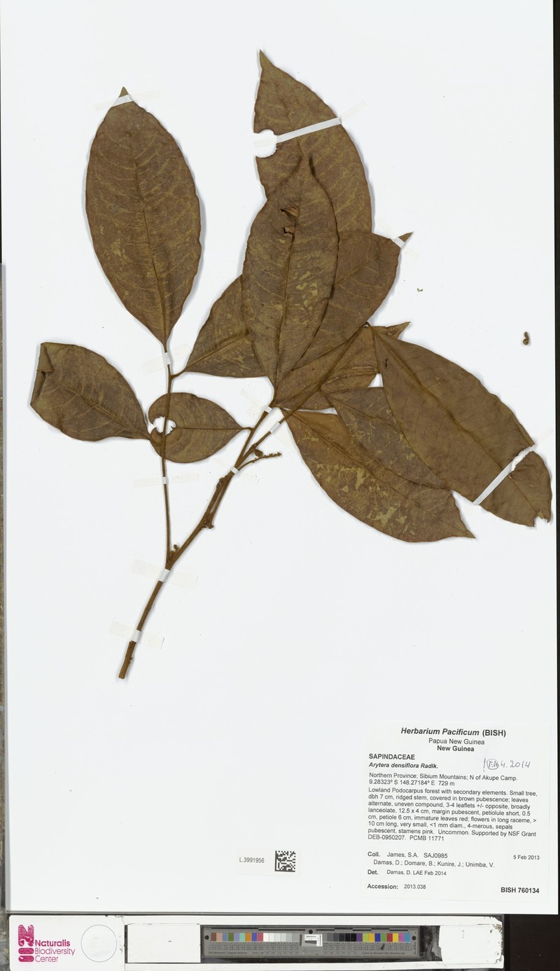 Arytera densiflora