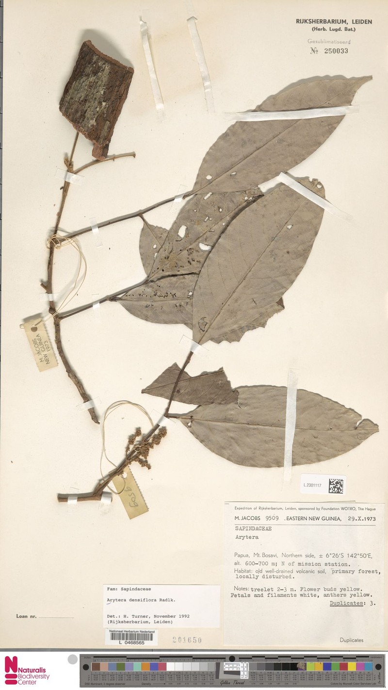 Arytera densiflora photo 2