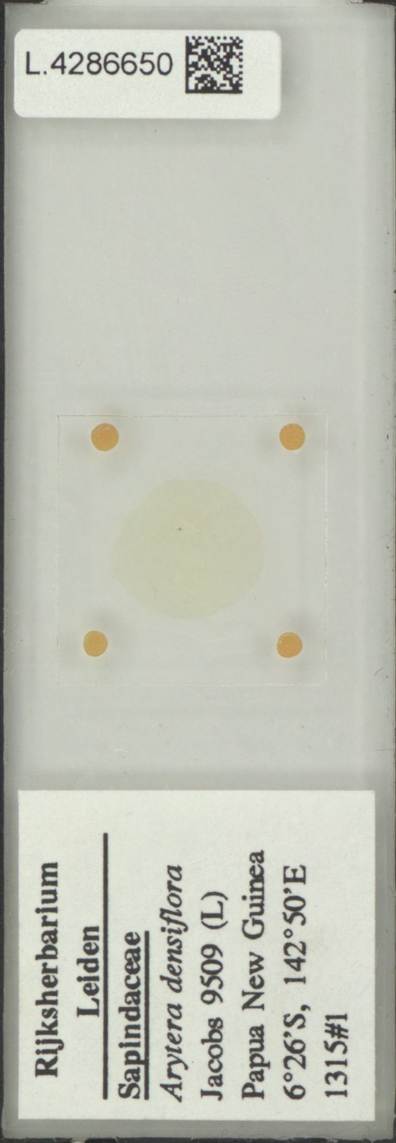 Arytera densiflora photo 3