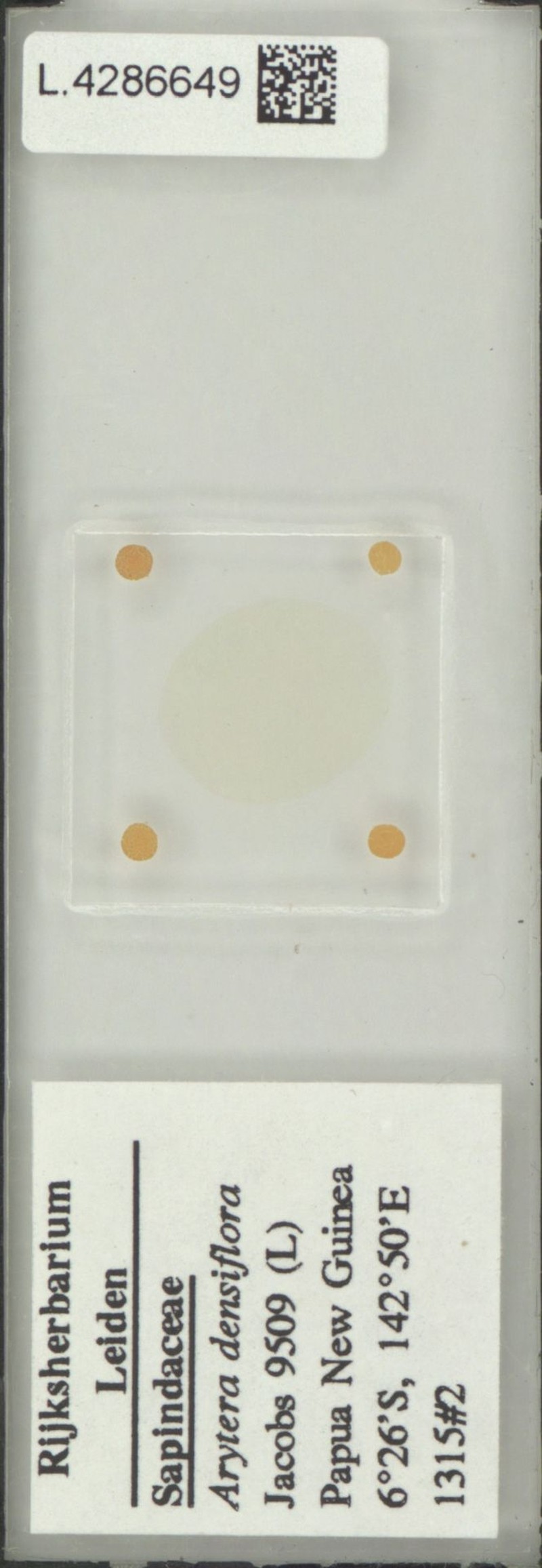 Arytera densiflora photo 4