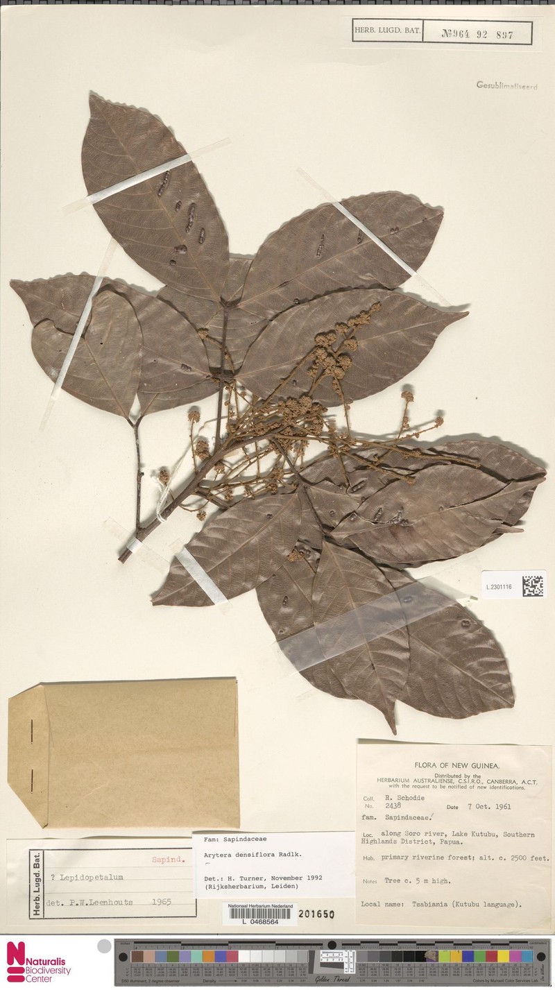 Arytera densiflora photo 5