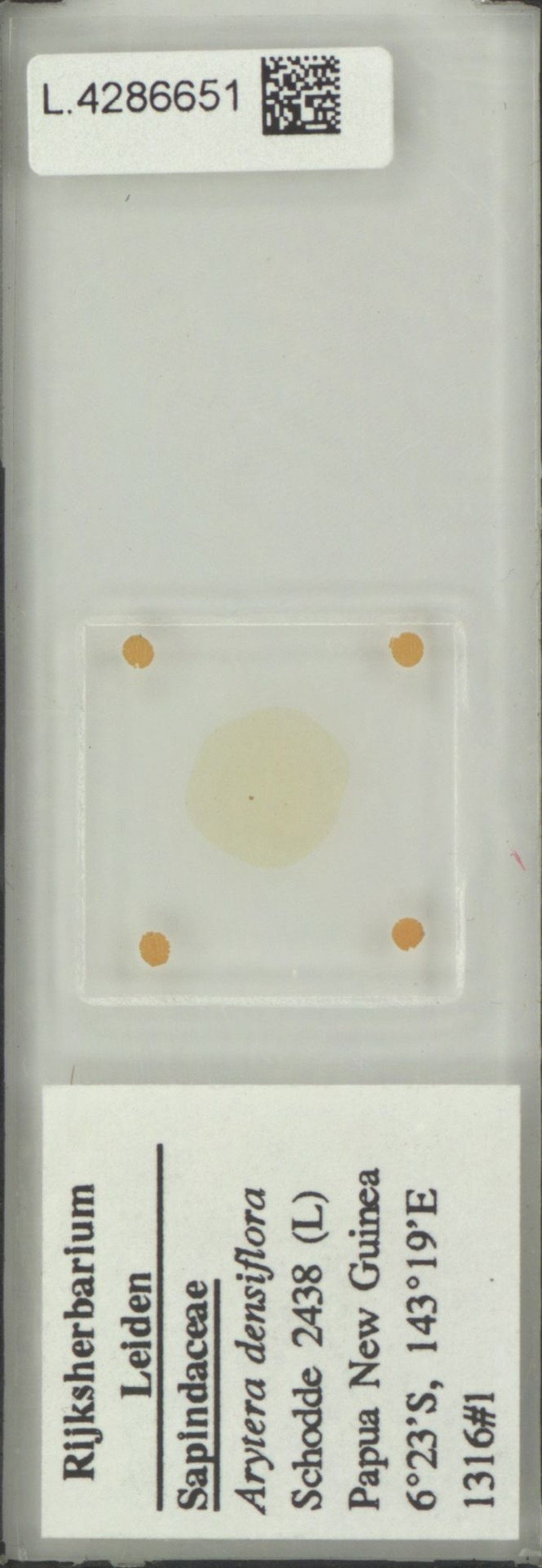 Arytera densiflora photo 6