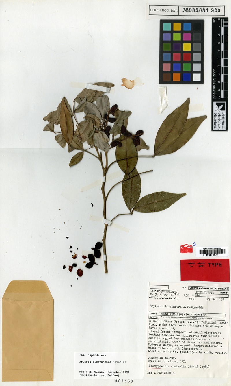 Arytera dictyoneura photo 2