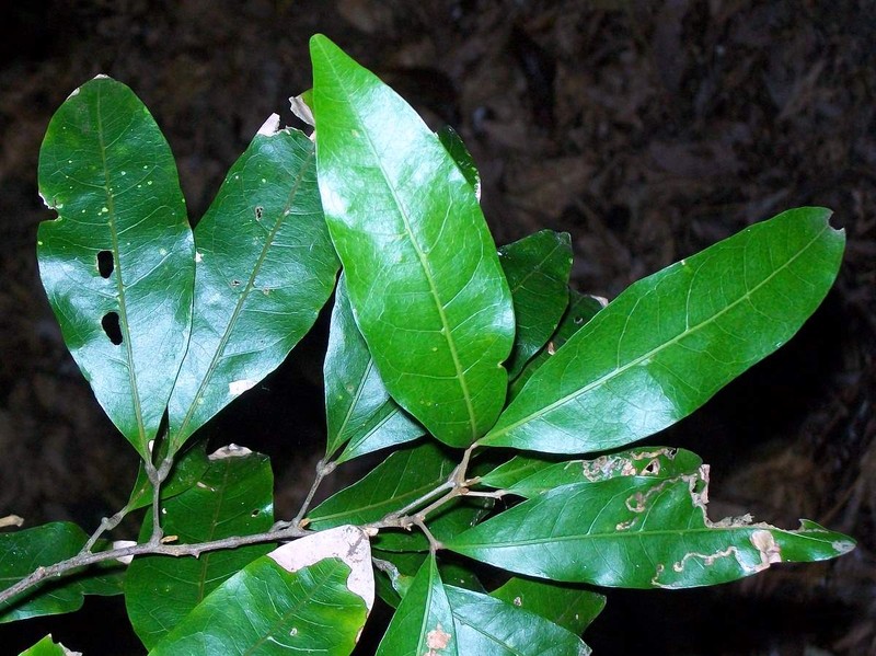 Arytera distylis