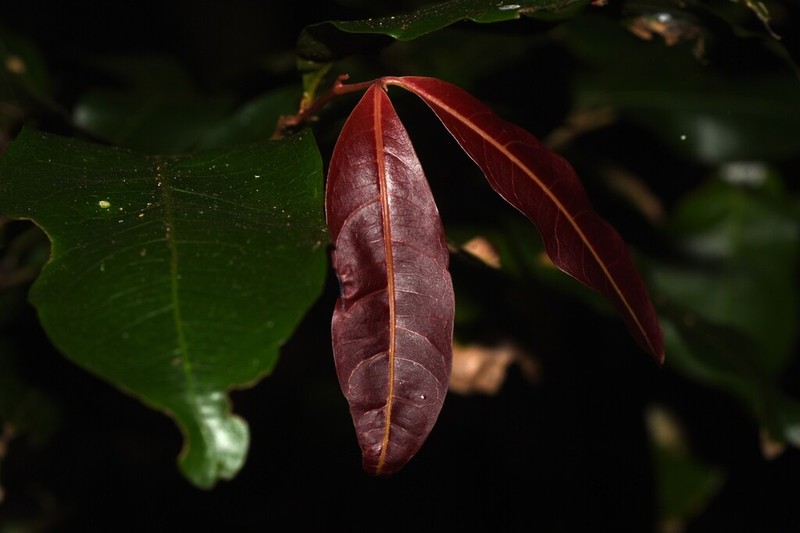 Arytera distylis photo 5