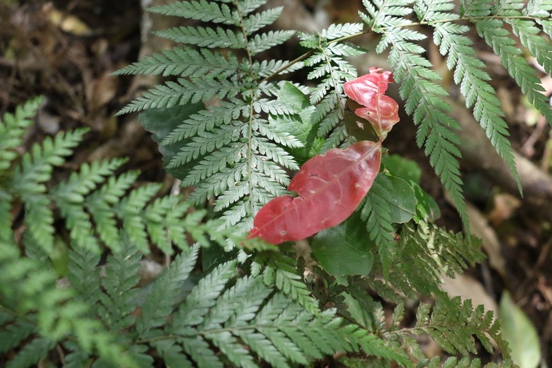 Arytera distylis photo 6