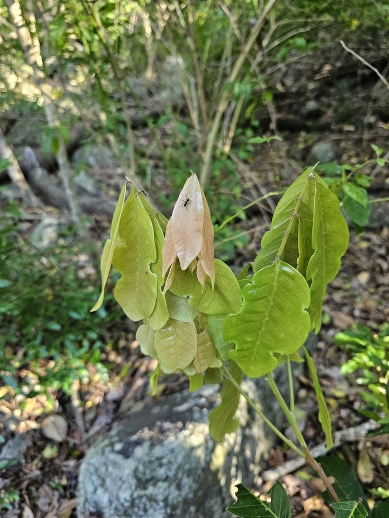 Arytera divaricata photo 2