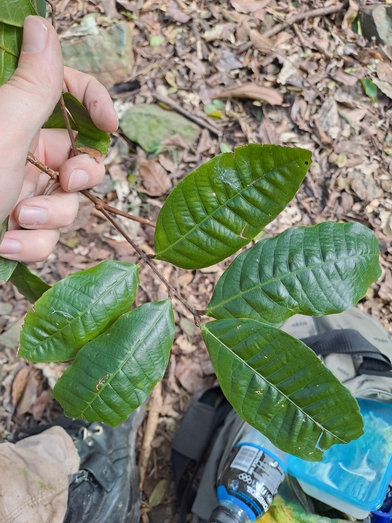 Arytera divaricata photo 3